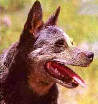 австралийский хилер, австралийская скотогонная собака, фото, фотография